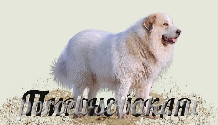 Порода пиренейская собака
